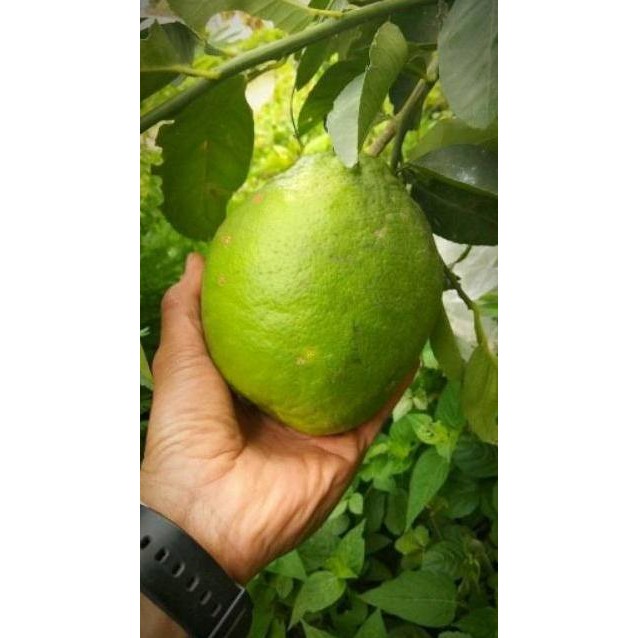 

Terlaris Sale Bibit Jeruk Nipis Jumbo