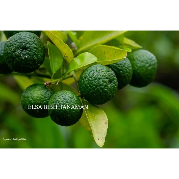 

Terlaris Bibit Jeruk Nipis Kondisi (Berbuah )