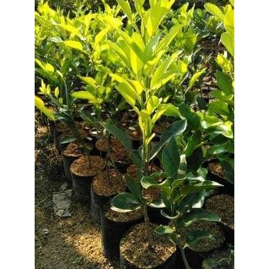 

Terlaris Bibit Jeruk Nipis Okulasi, Cepat Berbuah Chnhge 0199Ie