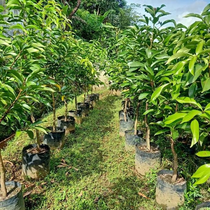 

Terlaris Bibit Jambu Jamaika Cepat Berbuah,Tinggi 1Mtr Up