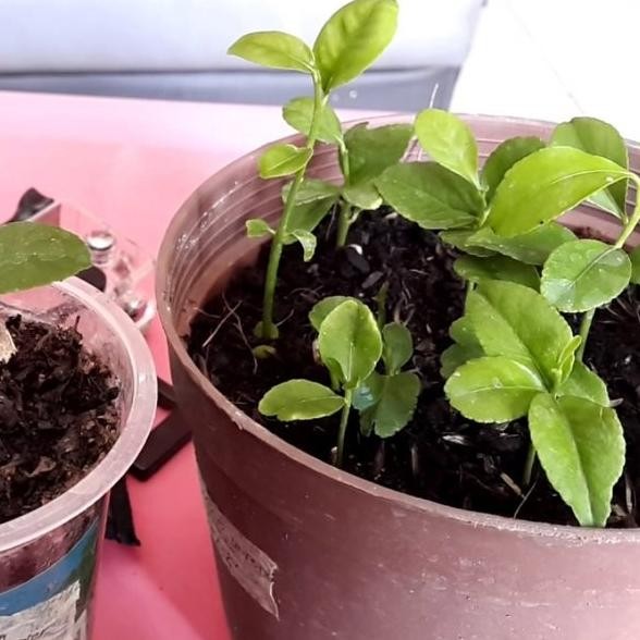 

Terlaris 3 Benih Bibit Buah Jeruk Nipis Unggulan Vcgyoj 9466Rl