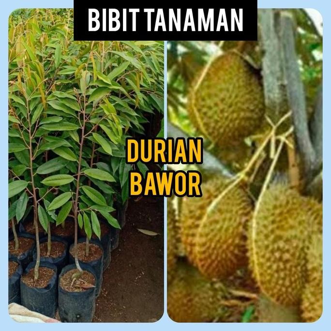 

Terlaris Bibit Durian Bawor