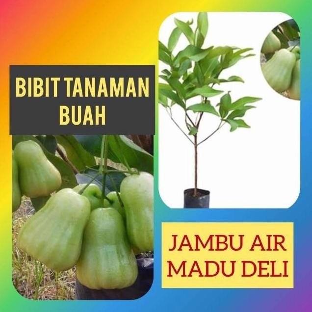 Terlaris Bibit Jambu Madu Deli Hijau Unggul Jambu Deli Madu Jambu Mdh Okulasi