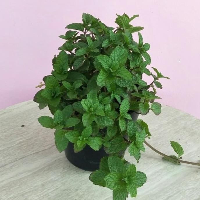 

Terlaris Am4N Bibit Tanaman Herbal Daun Mint Papermint-Mentha Piperita