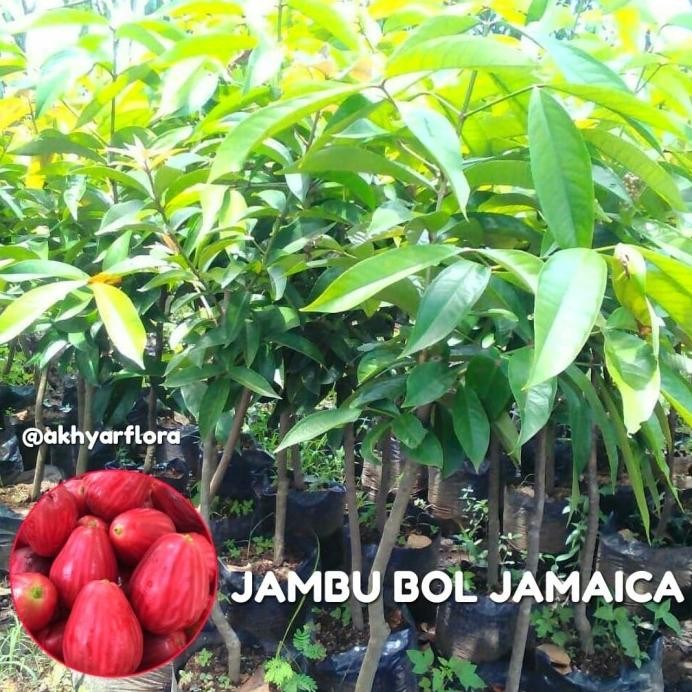 

Terlaris Bibit Jambu Bol Jamaica Tanaman Buah Jambu Jamaica Bibit Buah Jambu