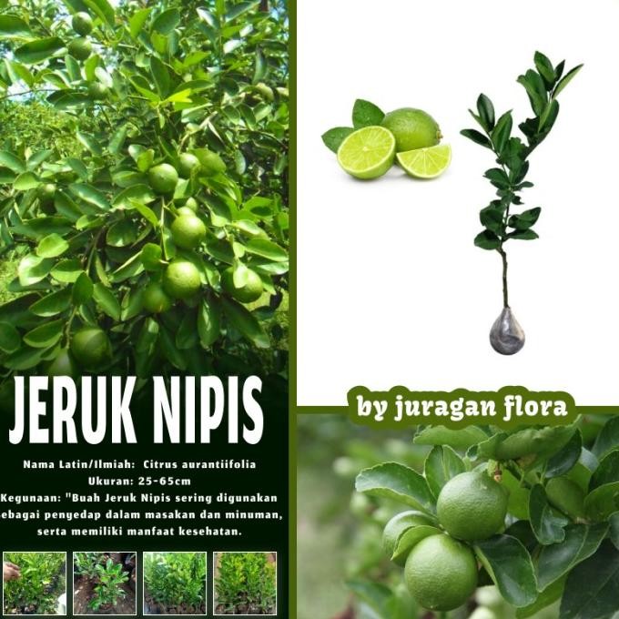 

Terlaris Bibit Tanaman Jeruk Nipis / Pohon Jeruk Nipis / Daun Jer Hmrlhs 1255Ud
