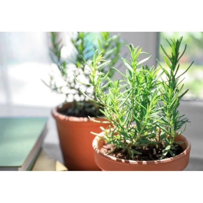 

Terlaris Bibit Tanaman Hias Rosemary - Herbal Yukwyi 3765Qb