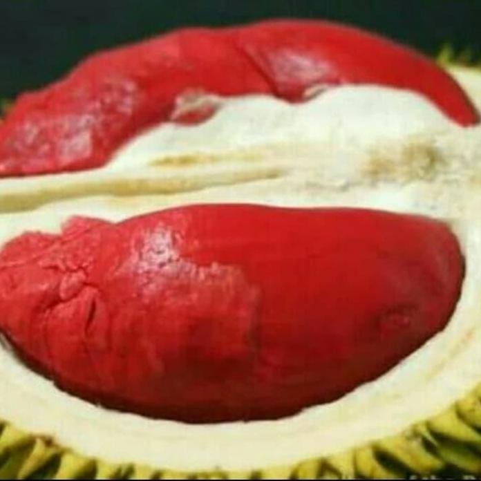 

Terlaris Bibit Pohon Durian Merah Banyuwangi Kaki 3