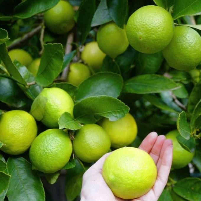 

Terlaris Bibit Jeruk Nipis Kondisi Sudah Berbuah Super Unggul