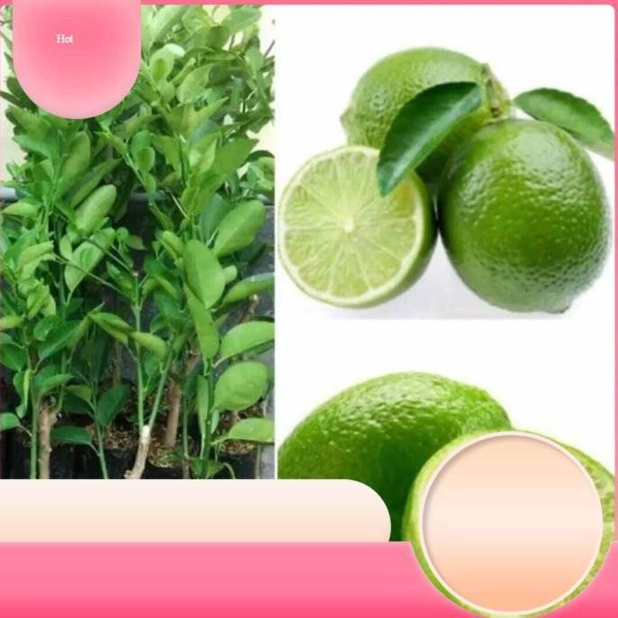 

Terlaris Bibit Jeruk Nipis Okulasi Okulasi Cepat Berbuah Dalam Pot Super