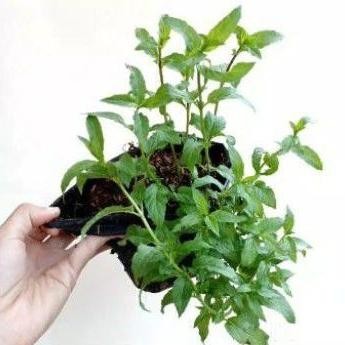 

Terlaris Bibit Tanaman Herbal Spearmint Daun Mint Spearmint