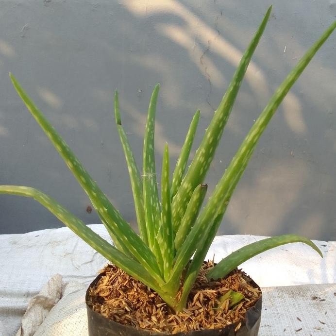

Terlaris Bibit Tanaman Lidah Buaya Super
