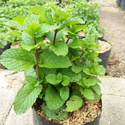 

Terlaris Tanaman Daun Mint Bibit Spearmint Mint Subur