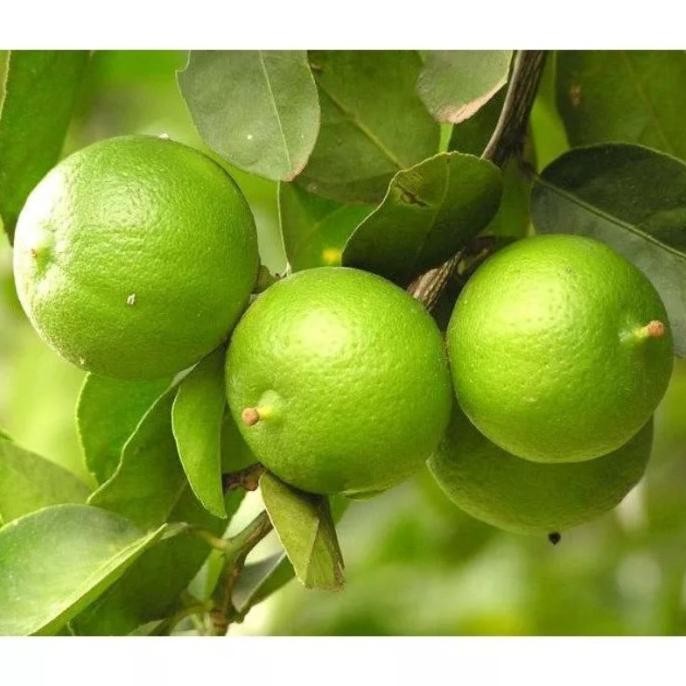 

Terlaris Bibit Jeruk Nipis Okulasi/Sambungan Kogrbi 4044Wq