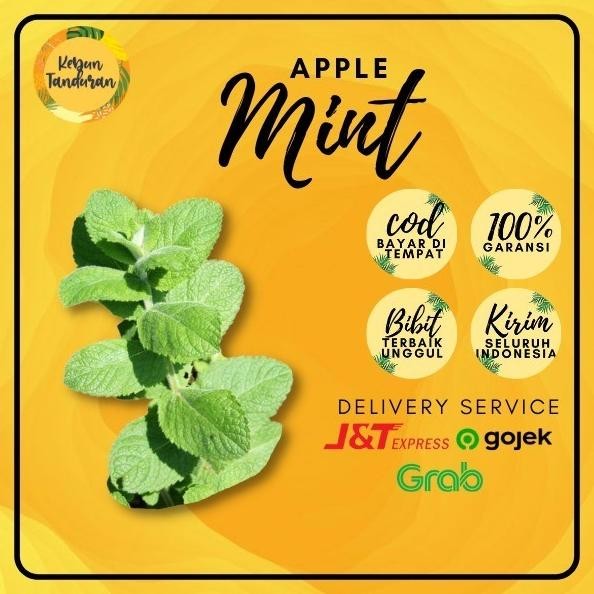 

Terlaris Bibit Tanaman Herbal Daun Apple Mint Cccc