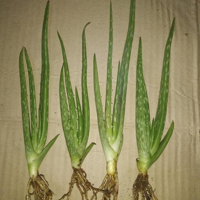 

Terlaris Bibit Tanaman Lidah Buaya Jumbo/Besar Istimewa