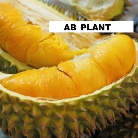 

Terlaris Bibit Durian Monthong Thailand Super Jumbo
