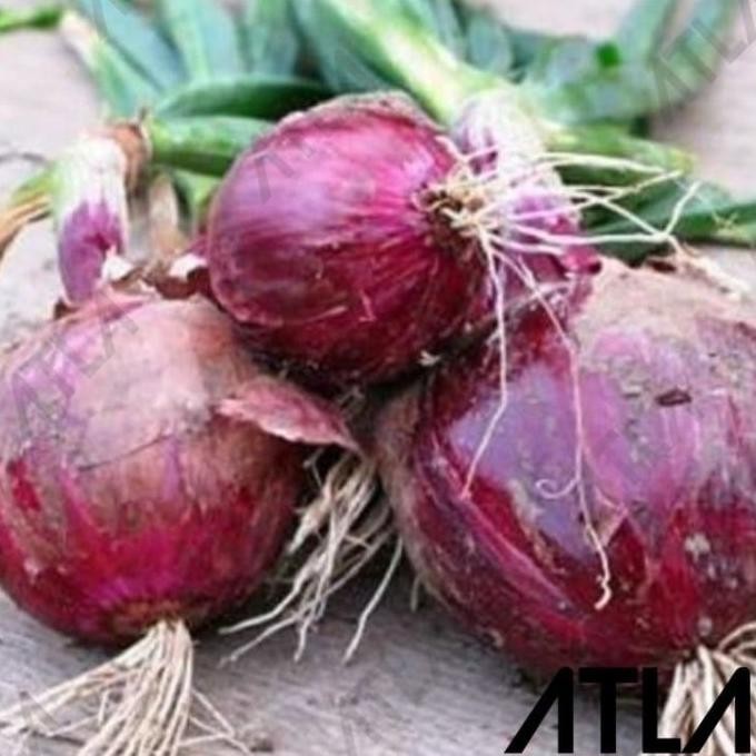 

Terlaris Murah Benih Tanaman Onion Red Burgundy Bibit Bawang Merah Haira Seed
