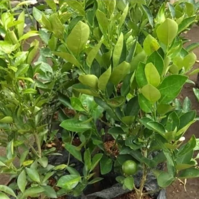 

Terlaris Pohon Jeruk Nipis / Jeruk Kip - Bibit Tanaman Pohon Buah Jeruk Nipis Mantab