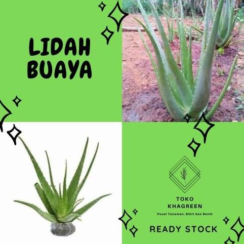 

Terlaris Bibit Tanaman Lidah Buaya - Pohon Aloe Vera - Tanaman Herbal