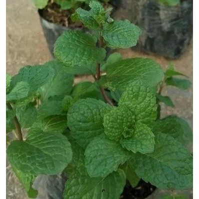 

Terlaris Bibit Daun Mint Murah Banyak Manfaat