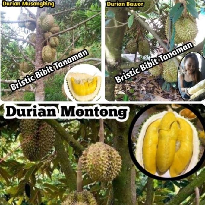 

Terlaris ( Paket 3 Bibit ) Bibit Durian Musangking Bawor Dan Montong
