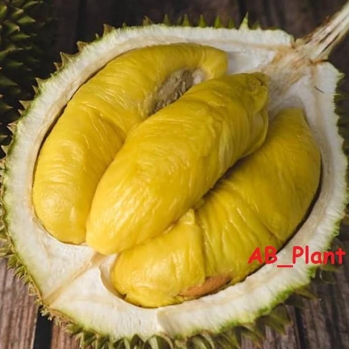 

Terlaris Bibit Durian Musang King Kaki 3 Cepat Berbuah Spesial