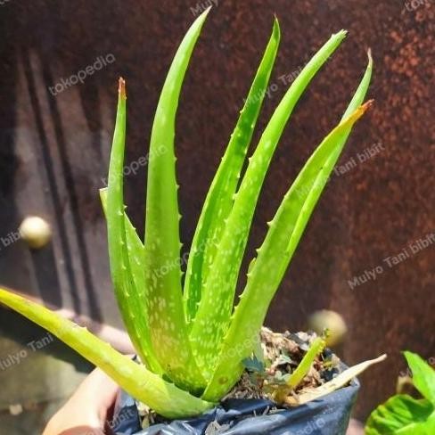 

Terlaris Bibit Tanaman Herbal Aloe Vera | Lidah Buaya