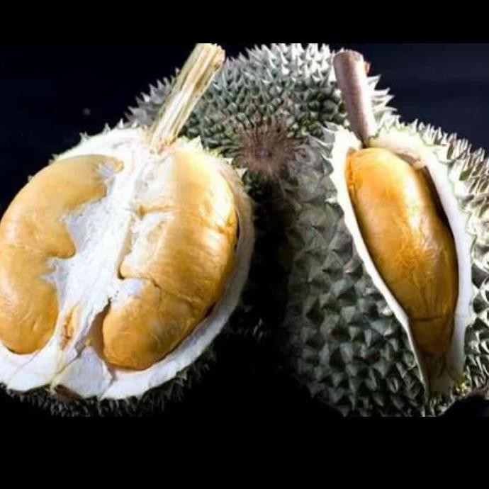 

Terlaris Bibit Durian Duri Hitam Unggulan Dari Okulasi Cepat Berbuah