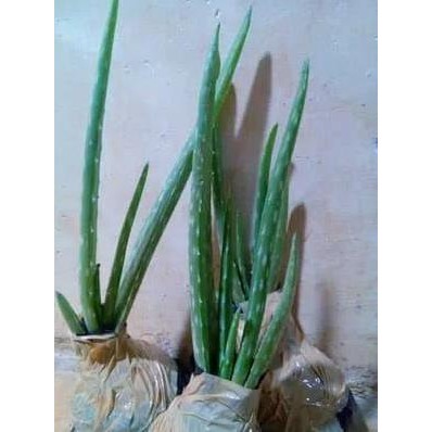 

Terlaris Bibit Lidah Buaya / Aloevera