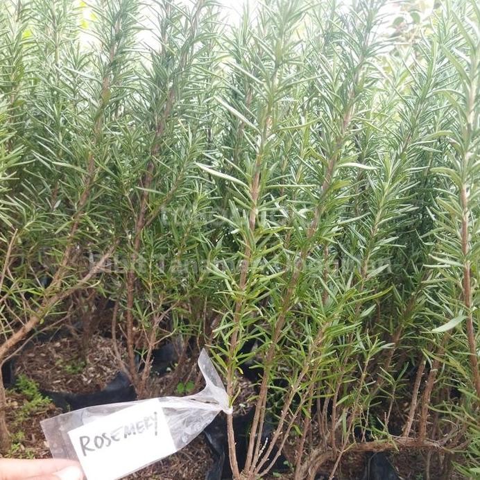 

Terlaris Bibit Tanaman Rosemary Herbal