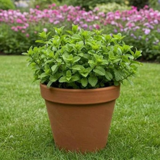 

Terlaris Bibit Tanaman Daun Mint / Pohon Daun Mint Tanaman Herbal Pepermint