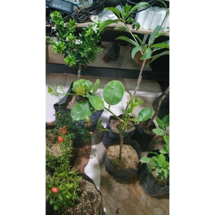 

Terlaris Bibit Jeruk Nipis Sudah Berbunga Rimbun Produk Spesial L Razlfk 3571Pu