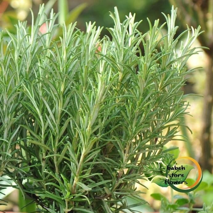 

Terlaris Tanaman Hias Rosemary Herbal Wangi Harum Bibit/Benih