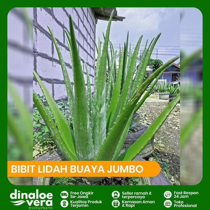 

Terlaris Bibit Lidah Buaya Jumbo Barbadensis Uk. Besar 30-40 Cm