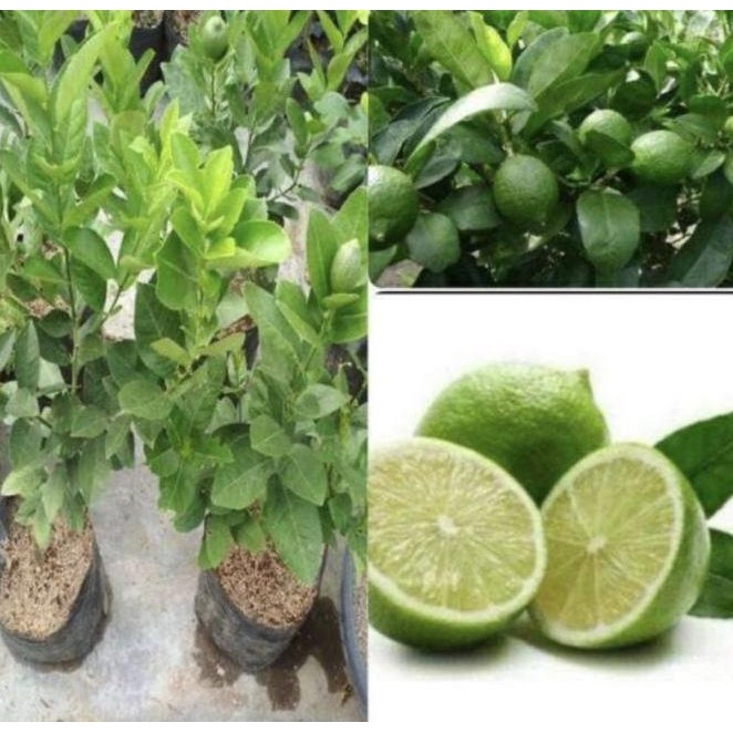 

Terlaris Bibit Jeruk Nipis Buat Minuman - Tanaman Buah Jeruk Nipis Laris