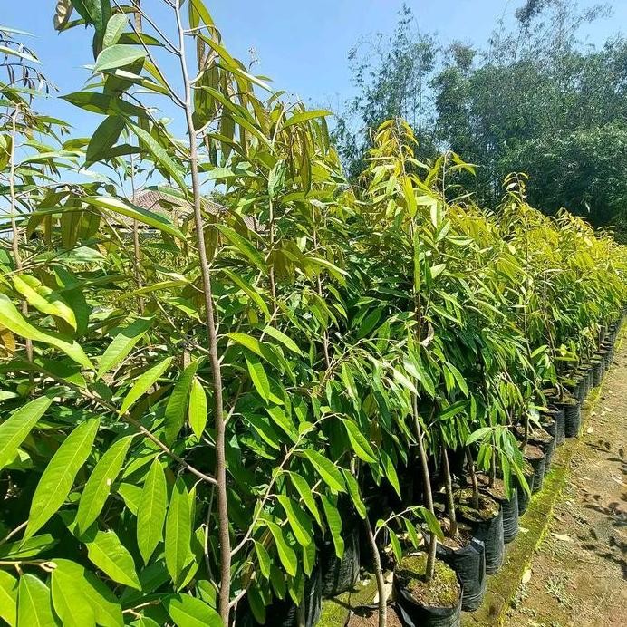 

Terlaris Bibit Durian Duri Hitam Okulasi Tinggi 2Mtr