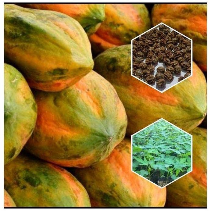 

Terlaris 30 Benih Biji Pepaya Bangkok Super Benih Padi Bibit Jagung Tanaman Saffron Buah Cabai Rumput Pare Tembaga Durian Anggur Rambutan Sayuran Jeruk Lidah Mertua Daun Putri Mangga Kelengkeng Fresh Flower Untuk Bunga Alpukat