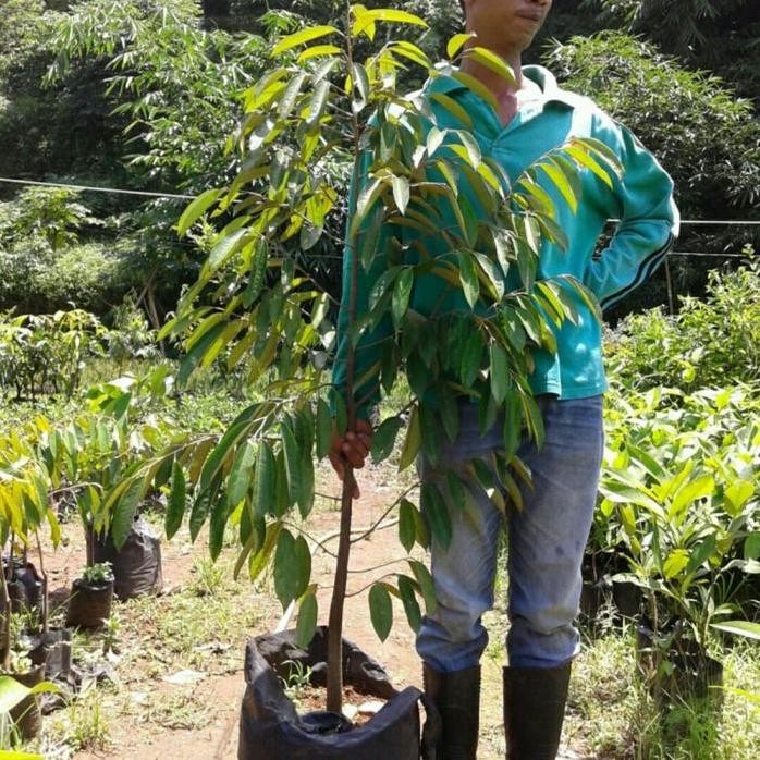 

Terlaris Ready Aneka Bibit Durian Okulasi Tinggi 1,5 Meter- Bibit Durian Unggul