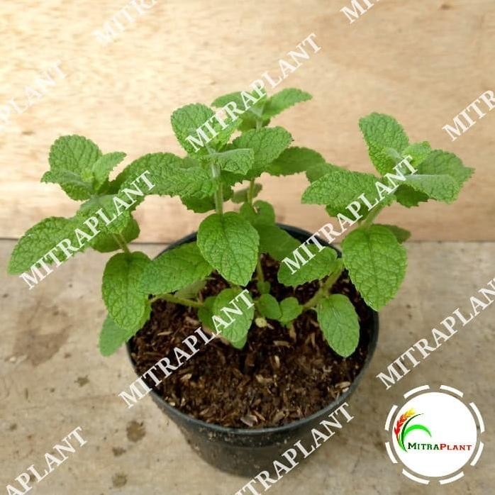 

Terlaris Griyana-Bibit Pohon Apple Mint - Tanaman Daun Mint Apel - Tanaman Herbal