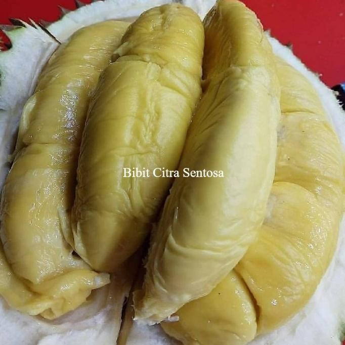 

Terlaris Bibit Durian Montong Super Manis Siap Tanam Kualitas Unggul
