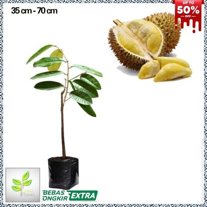 

Terlaris Bibit Durian Petruk - Tanaman Buah Durian