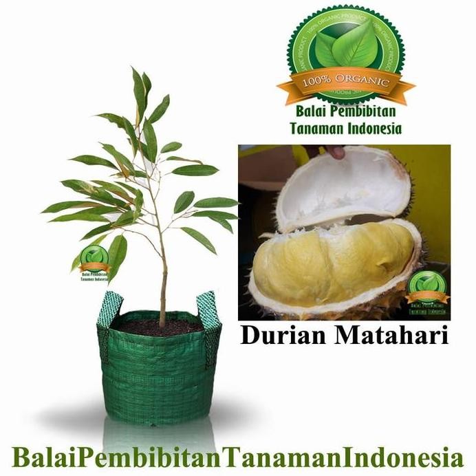 

Terlaris Bibit Durian Matahari / Bibit Buah / Tanaman