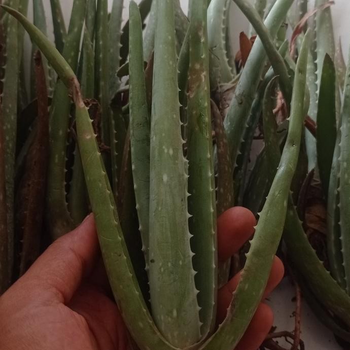 

Terlaris Bibit Tanaman Herbal Lidah Buaya Aloevera Barbandensis Miller - Ukuran 20 Cm