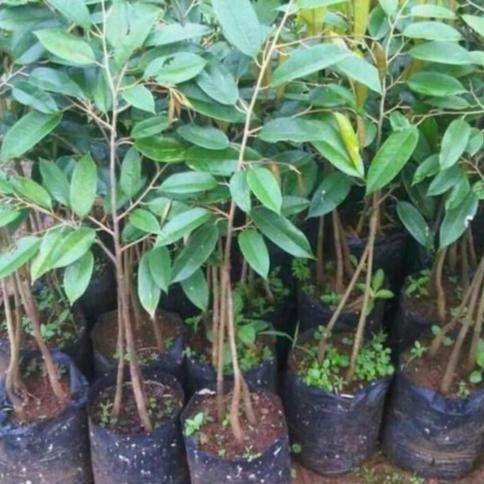

Terlaris Bibit Durian Kaki 3 Jenis Bawor