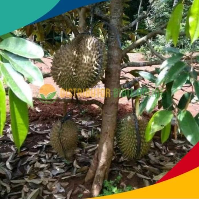 

Terlaris Bibit Durian Montong Kaki 3