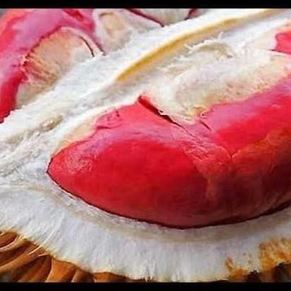 

Terlaris Bibit Durian Montong Merah