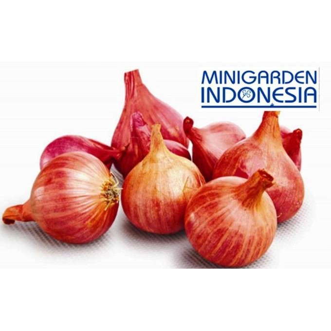 

Terlaris 50 Benih Bawang Merah Tuktuk F1 Bibit Tanaman Sayuran