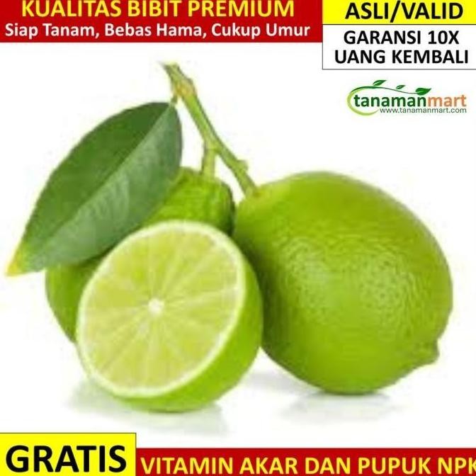 

Terlaris - Promo Segar - Bibit Jeruk Nipis Asli Bergaransi, Pohon Buah Jeruk Unggul Valid - Premium -