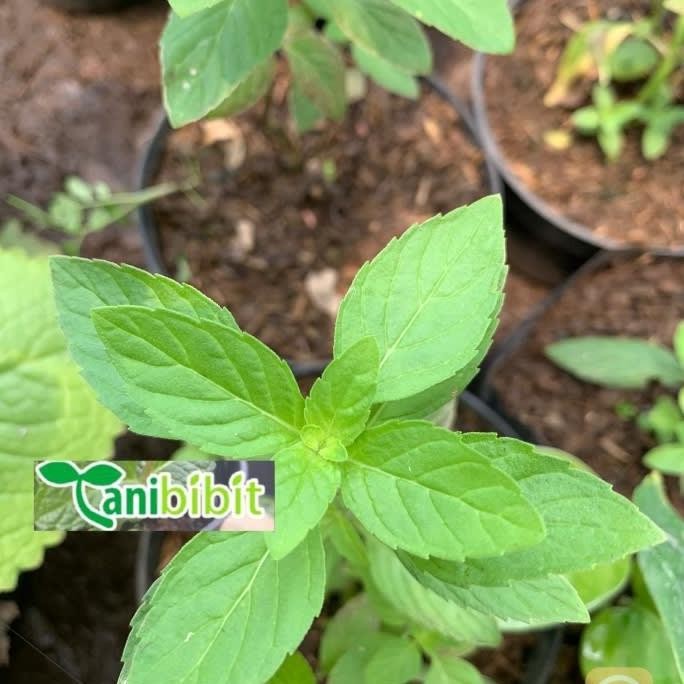 

Terlaris Bibit Tanaman Peppermint - Daun Mint Herbal Ribwbo 6506Hn